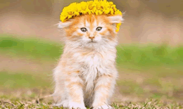 母猫对公猫要熟悉几天