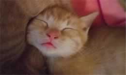 猫能闻艾草的味道吗