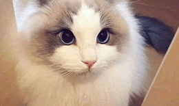 在哪可以领养猫咪