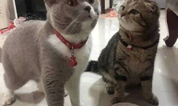 公猫去势和绝育区别