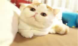 猫咪不打疫苗可以吗
