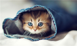 猫猫发情了一般是什么样子