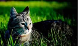 猫脚扭伤之后会有怎么样的反应