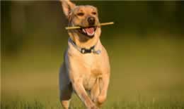 比特犬怕什么犬