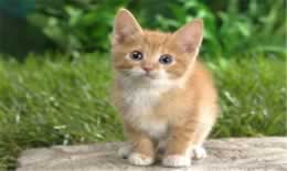 猫咪口吐白沫的原因是什么