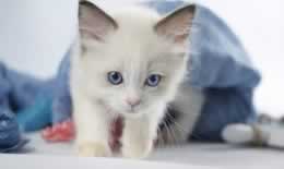 猫打蔫了是不是生病了