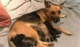 狗狗羊水破了24小时还没生产怎么办