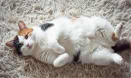 常见的三色猫是什么品种