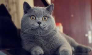 英短和蓝猫是一样的品种吗