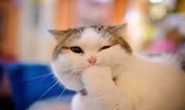 猫吃屎不