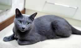 蓝猫怎么养胖