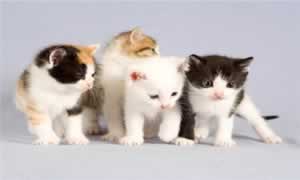 小猫打妙三多有什么副作用