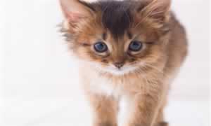 猫咪空嚼的原因是什么
