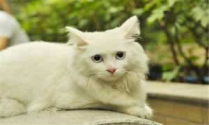 狮子猫是什么品种