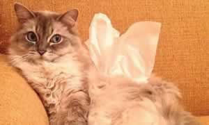 猫吃餐巾纸了要怎么办