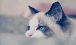 布偶猫的满耳满背标准是什么