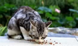 猫条是用什么东西做的