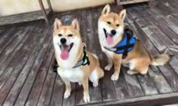 小h是什么品种