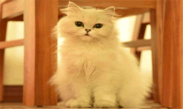 猫吃纸箱有没有事