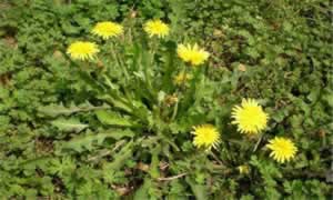 野生蒲公英根茶的功效是什么