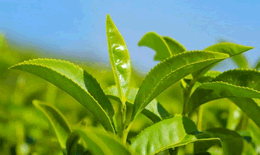 什么茶是碱性茶