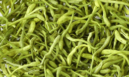 金银花菊花茶的禁忌有什么