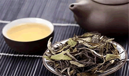 老白茶功效与作用禁忌有哪些