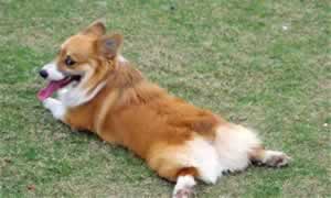柯基犬喜欢吃什么