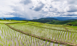 谷雨三候是什么意思
