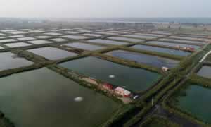 黑坑标鱼是什么意思