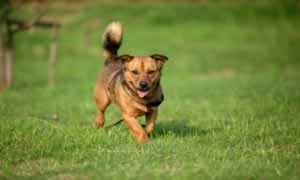 中华田园犬的缺点