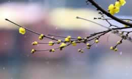 小雪节气有什么含义