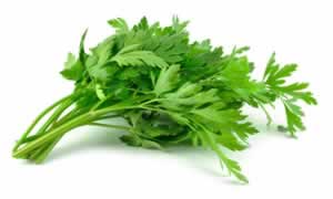 香菜怎么保存新鲜不烂