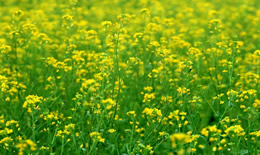 关于油菜花的诗句