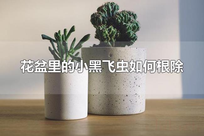 花盆里的小黑飞虫如何根除（花盆里为什么会有小黑飞虫）