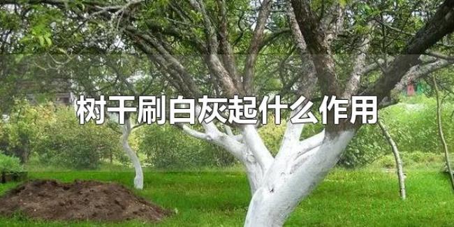 树干刷白灰起什么作用（给树干刷白灰有用吗）