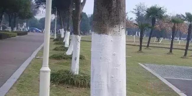 树干刷白灰起什么作用（给树干刷白灰有用吗）