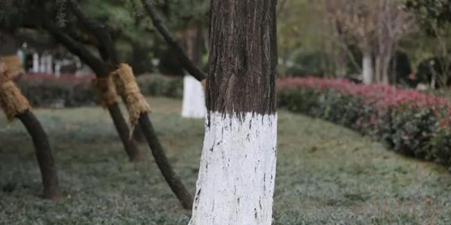 树干刷白灰起什么作用（给树干刷白灰有用吗）