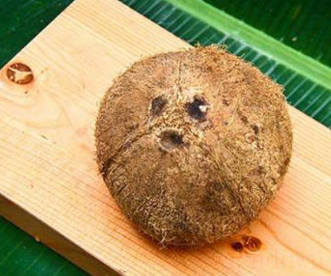 椰子肉怎么弄出来（椰子属于什么类型的植物）