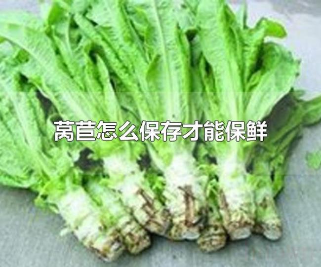 莴苣怎么保存才能保鲜(莴苣可放于冰箱冷藏区保鲜) 莴苣怎么保存才能保鲜(莴苣可放于冰箱冷藏区保鲜)