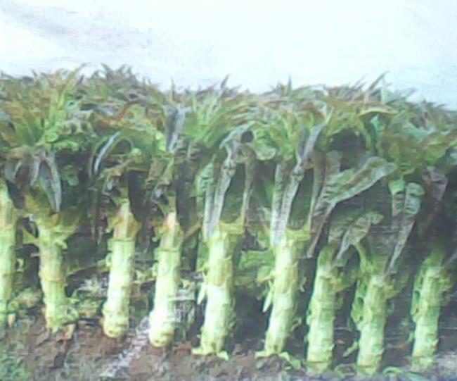 莴苣怎么保存才能保鲜（莴苣可放于冰箱冷藏区保鲜）