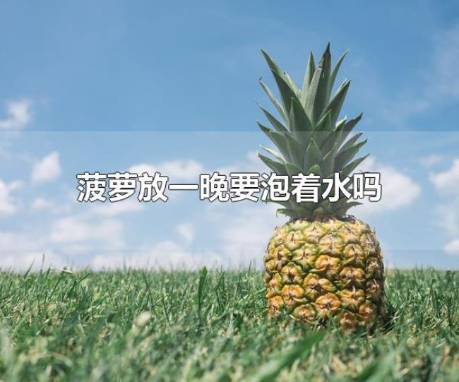 菠萝放一晚要泡着水吗（菠萝属于什么植物）