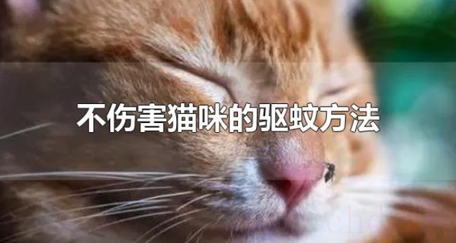 不伤害猫咪的驱蚊方法（蚊香的气味会伤害猫咪吗）