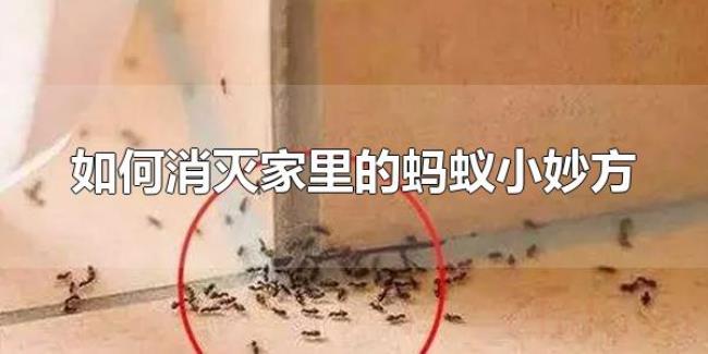 如何消灭家里的蚂蚁小妙方(家里出现蚂蚁是怎么回事) 如何消灭家里的蚂蚁小妙方(家里出现蚂蚁是怎么回事)