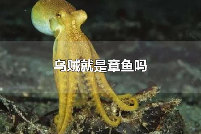 乌贼就是章鱼吗（乌贼并不是章鱼）