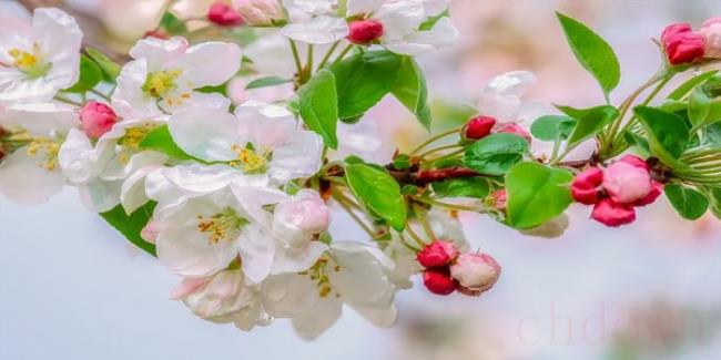 春天的梅花怎么形容(梅花象征着什么样的品质) 春天的梅花怎么形容(梅花象征着什么样的品质)