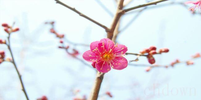 春天的梅花怎么形容（梅花象征着什么样的品质）