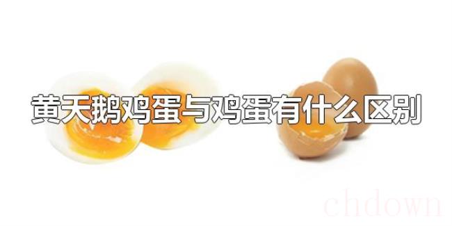 黄天鹅鸡蛋与鸡蛋有什么区别(什么是黄天鹅鸡蛋) 黄天鹅鸡蛋与鸡蛋有什么区别(什么是黄天鹅鸡蛋)