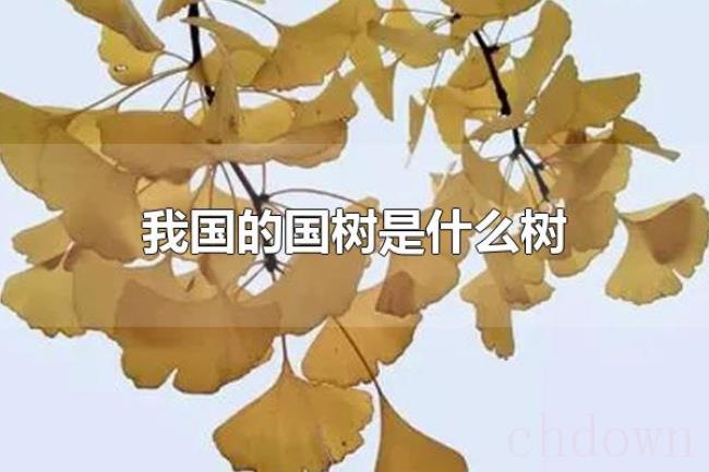 我国的国树是什么树（我国的国树的价值）