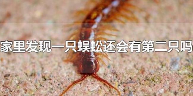 家里发现一只蜈蚣还会有第二只吗(家里为什么会出现蜈蚣) 家里发现一只蜈蚣还会有第二只吗(家里为什么会出现蜈蚣)